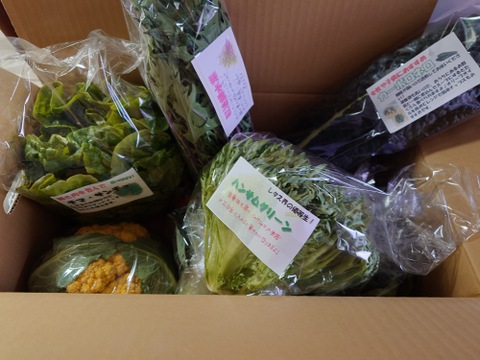 淡路島からの野菜4種❣️お任せセット(^-^)v❣️野菜セット