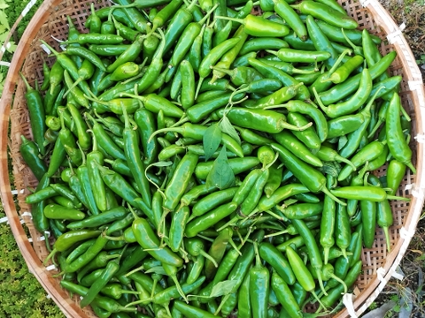 にんにく＆青唐辛子糀（ピューレタイプ）〜ピリッと香る＆ガツンとコクうま！〜【冷凍便❄️同梱OK】《国産・無添加・発酵調味料》