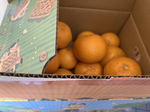 【訳あり】はっさく好き様から大人気♪
プリップリジューシーな果肉♪
まーくん家のオススメ八朔 箱込み5キロ