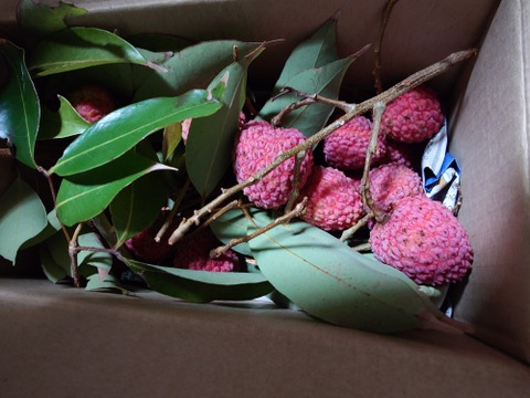 【期間限定】採れたて！生ライチ　500ｇ（枝付きでお届けします）