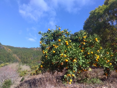 [クール冷蔵便]和歌山県橋本市産　最小限の消毒と除草剤未使用　ご家庭用みかん(約5キロ箱込)4cm大のサイズ多め
