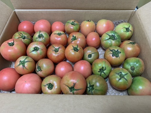 優しい甘みと旨みの桃太郎80サイズ箱