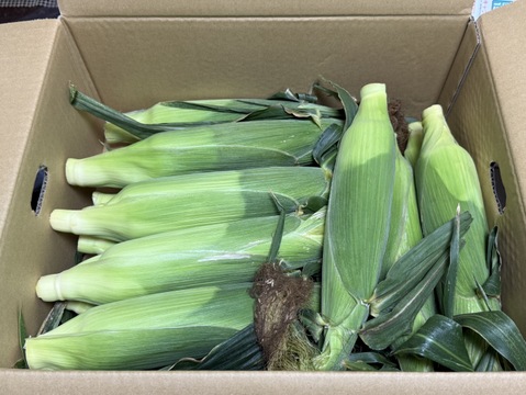 【感謝価格】おおもの5kg　糖度20度前後にもなる激甘スーパースイートコーン！！