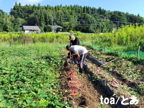 本場鹿児島産の甘～い べにはるか（さつまいも）5kg