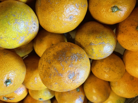 ［訳あり］果汁たっぷり❗️果皮も果肉やわらかジューシー甘味と程よい酸味の早生みかんサイズ2L～Sミックス10㎏