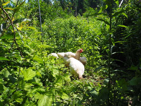 ワクチン不使用オーガニック鶏肉「薬食同源鶏・手羽先手羽元セット」（手羽先5本入×２、手羽元5本入×２）【計1,342g】ボーンブロスにもおすすめです