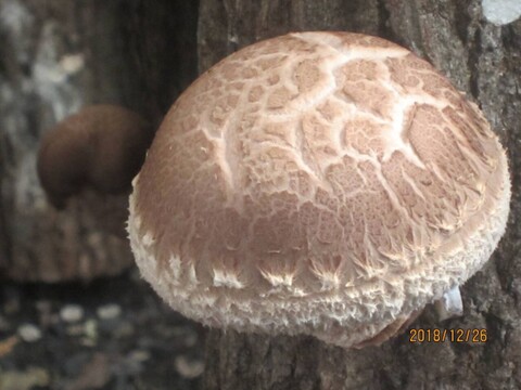 【お祝い】贈答用「龍の傘 金」約700g(7~14個)特別梱包