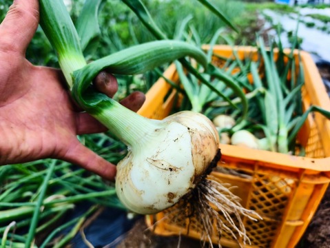 フルーツのような瑞々しさと透明感、新玉ねぎ（約1.5kg)