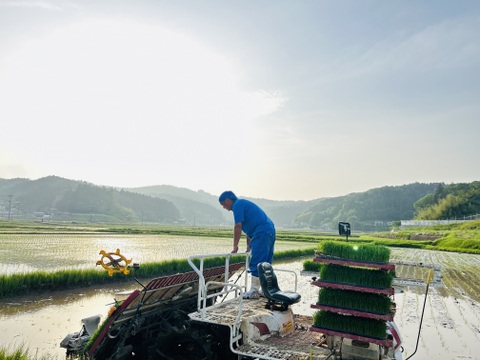 【期間限定】新米ひとめぼれ 3kg×2