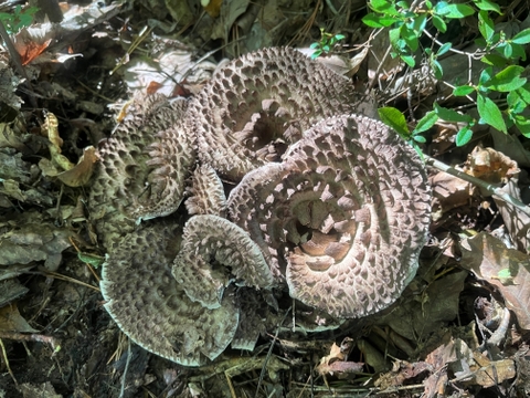 【予約開始】超希少！幻と言われる天然キノコ🍄『香茸』はマツタケを超えるのか⁉栽培不可の超希少天然『香茸』３００ｇを喰らって下さい😄