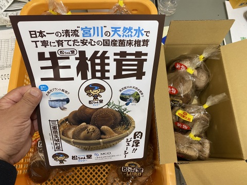 新鮮!!肉厚椎茸♪「マツシー」170g×4袋