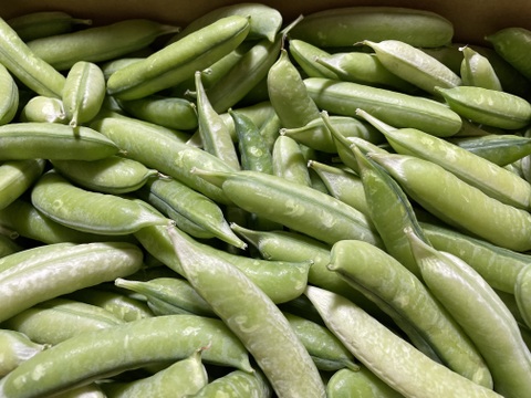 関西の春を告げる味わい　うすいえんどう 2kg