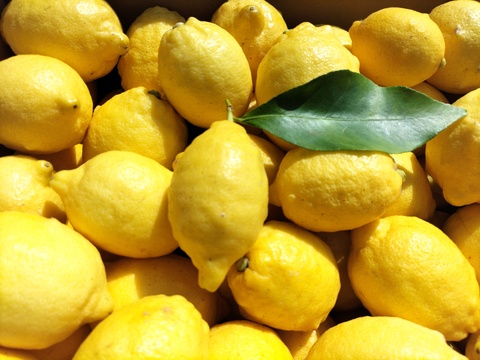 広島県産！春レモン(約3.5㌔)