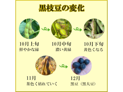 【数量限定】丹波篠山 黒枝豆 枝付き2㎏ 丹波篠山産 丹波 枝豆 もっちり 黒大豆 大粒 波部黒 丹波黒 高級 2kg 黒大豆枝豆 枝付き 贈答品 束 丹波篠山黒枝豆 枝豆 丹波 黒豆