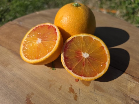 箱込約5㌔　ブラッドオレンジモロ