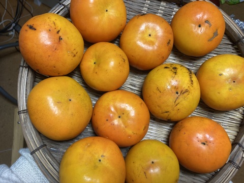 甘柿　富有柿　約4.8キロ　京都産