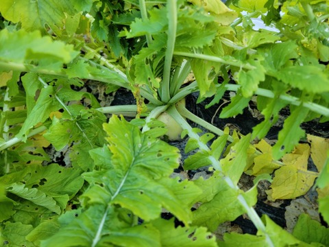 煮物に最適！京都の伝統野菜『聖護院大根』3個