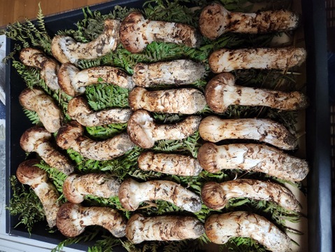 予約優先！松茸！500g！