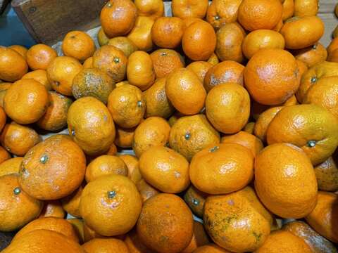 【訳あり】😊甘味の中にまろやかな酸味！コクのある青島みかんサイズフリー１０kg