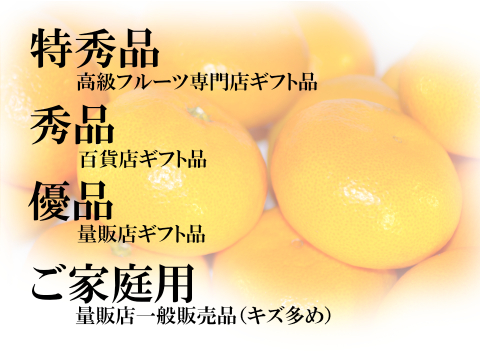 濃厚完熟　大津みかん　ご家庭用・10ｋｇ