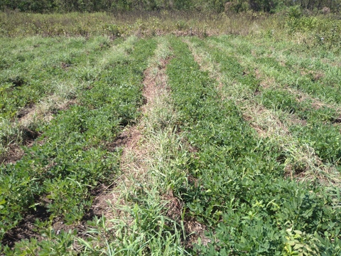 自然栽培！茹でてどうぞ　私が一つ一つ手摘みした味のよい半立系生落花生１kg　化学肥料・動物由来の肥料、農薬も除草剤も不使用です。
おいしい小粒も入っています。泥付きなので、洗ってから調理を！
