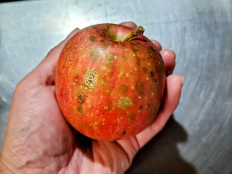 ☆林檎オススメ詰め合わせ＆ジュースセット☆【食べ比べ】