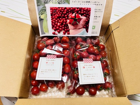 笑顔引き出す！みにとまとの食べ比べ 1kg