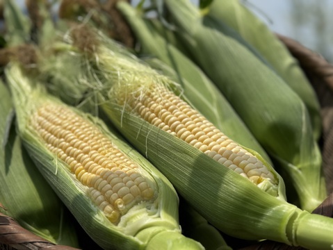 【訳あり】早朝採り！当日発送！新鮮甘々ゴールドラッシュ 10本