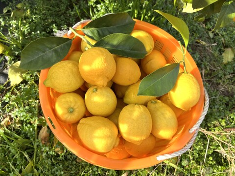 広島県産 農薬不使用 完熟 レモン 3kg