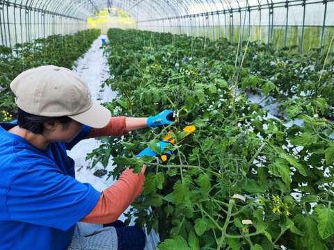 野菜の宝石！【プチぷよとまと】（850g×３箱）約2,6㎏