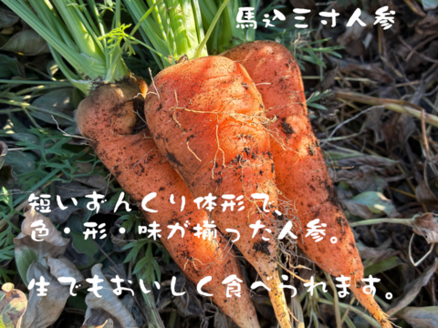 【訳あり】煮物に最適！　固定種の野菜セット11月 (霜月)