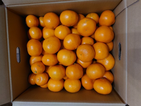 【ご家庭用】平均糖度13度以上の濃縮された早生みかん🍊甘さと酸味が最高のバランス 太幸早生 約10キロ【根域みかん】