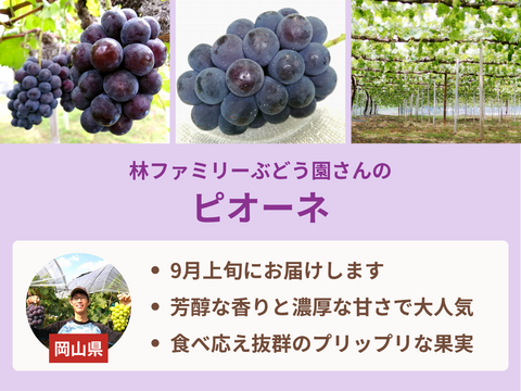 【売り切れ】【限定300セット】ぶどう食べ比べ便　第2弾（食べチョク公式）