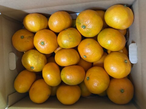 新年に届く！高糖度登録園みかん　無選果１０ｋg