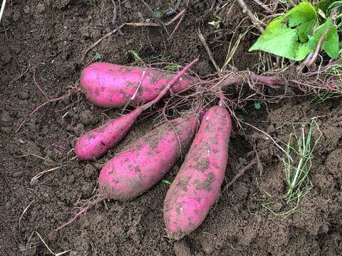 【農薬・化学肥料不使用栽培】2024年産　青森県産　紅はるか 1.5ｋg