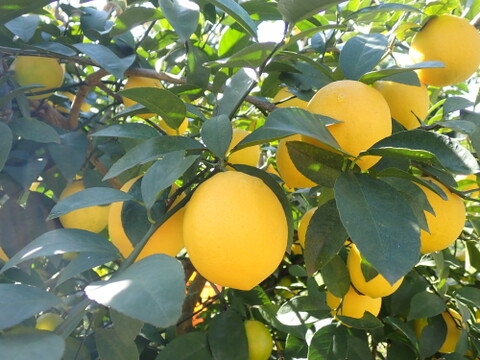 もぎたて　マイヤーレモン　 約1.5㎏