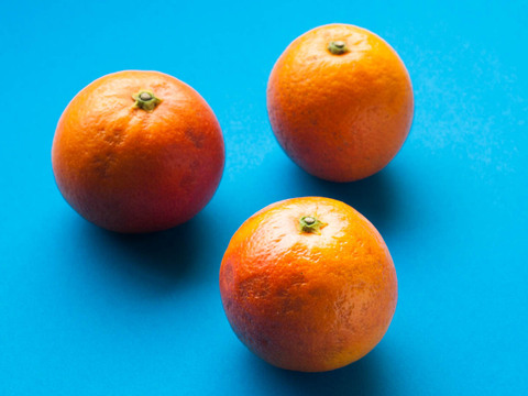 【広島県産】ブラッドオレンジ(2㎏) モロ種