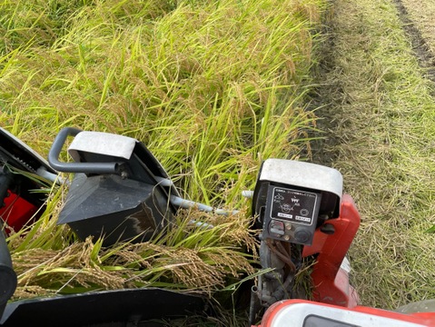 【令和7年】ミルキークイーン・再生二期作・玄米（10kg）【栽培期間中　農薬・化学肥料不使用】