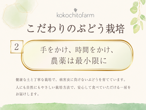 【ギフト】3種を食べ比べ！シャインマスカット1㎏＆粒ぶどう2種詰め合わせ