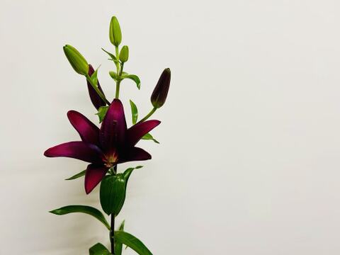 【初登場】■ランディーニ5本束■香りが無いタイプ~あっという間に収穫終了してしまうので気になる方は迷わずカートへ(^^)~