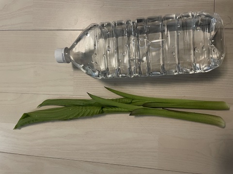 今が旬☆山菜！秋田県鹿角市産の葉が開いた山うるい(ウルイ)2kg