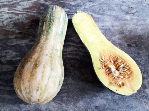 【えひめ・しまなみの島かぼちゃ】瀬戸内よりお届け！愛媛県産かぼちゃ（鶴首かぼちゃ）10㎏【約7〜9個・サイズ混合・ご家庭用】カタチもさまざまなかぼちゃたちをお楽しみください！