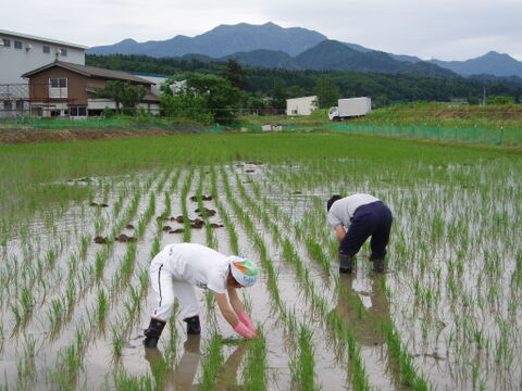 【R3産】【離乳食にも】有機JAS　新潟コシヒカリ（玄米5kg✖2袋）＃合鴨農法