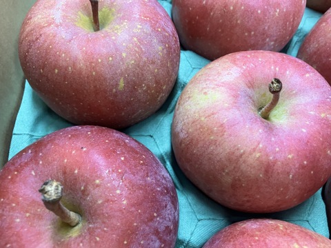 【CA冷蔵品・シャキシャキ】青森県産りんご「有袋ふじ」家庭用 キズ有 約10kg(5kg×2箱)【光センサー・クール配送】