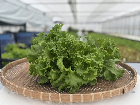 4〜5種類入り🌱UCHIPONIFARM 🐟丸かじりおすすめ‼️サラダセット🥗