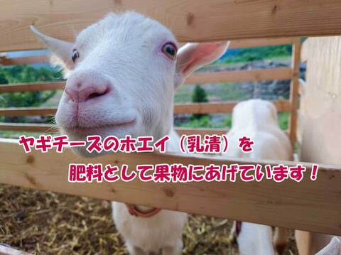 【今だけお買い得！訳あり★50%OFF★】家庭用葉とらずふじりんご5㎏【長野県産】