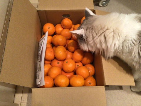 甘味と酸味のバランスがとれた「まる美」の完熟濃厚みかん（5㎏）