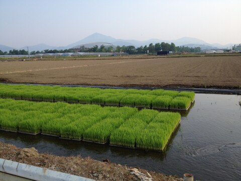 【令和2年産（5Kg）】熊本（阿蘇山）白川の美味しい水で育てたお米