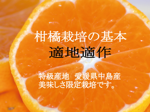 濃厚完熟　大津みかん　ご家庭用・10ｋｇ