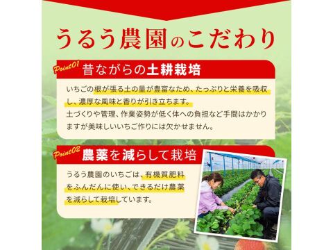 いちごの王様！あまおう苺 人気サイズ 270g×４パック デラックス等級【冬ギフト】